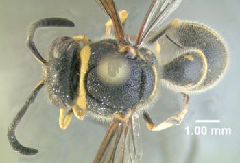 Media type: image;   Entomology 602727 Aspect: habitus dorsal view